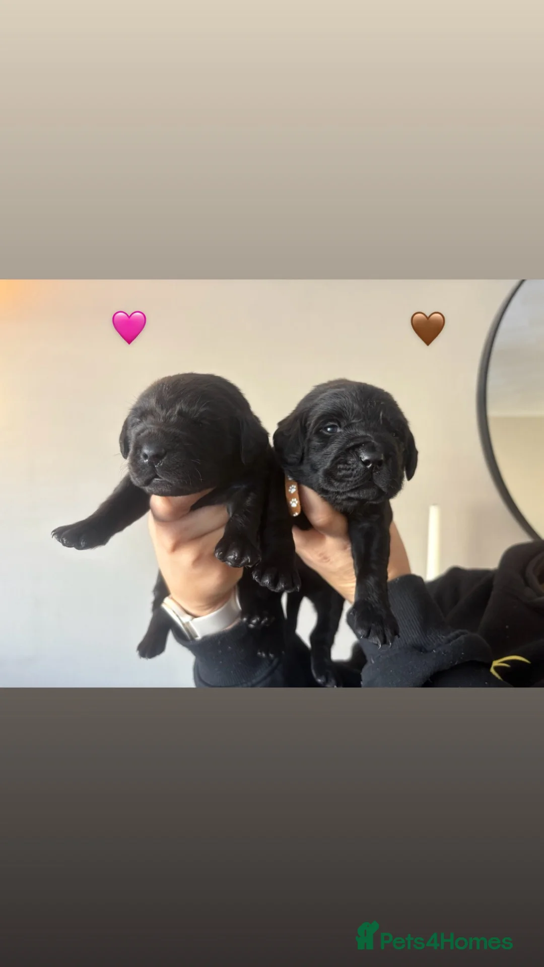 Cockerdor dogs for sale: Cockerdor Puppies for sale🐶🐾 - Advert 2