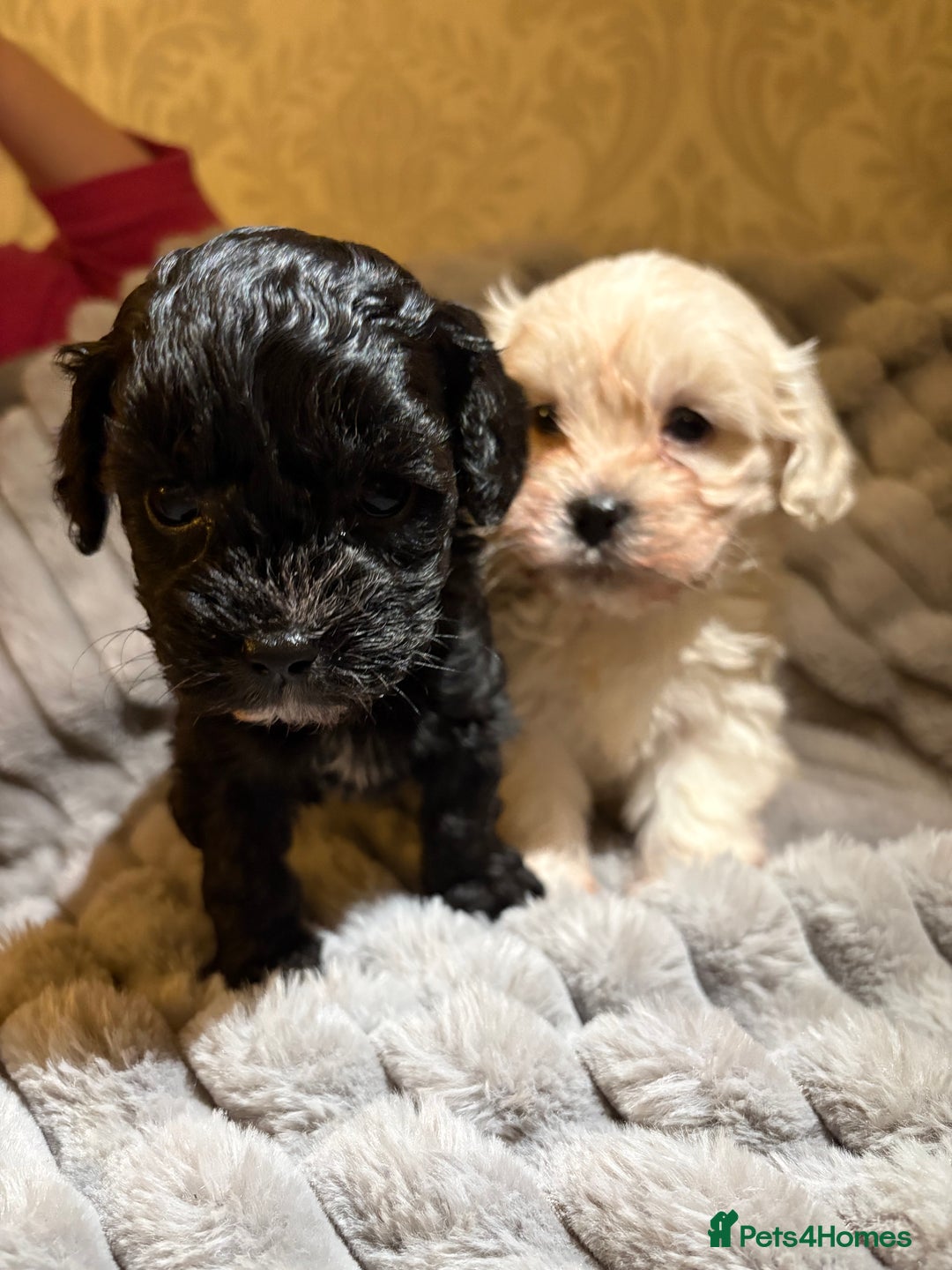 Shihpoo dogs for sale: Shihpoos for sale   - Advert 18