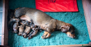 Dachshund dogs - Advert 2