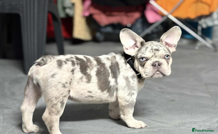 French Bulldog dogs - Advert 2