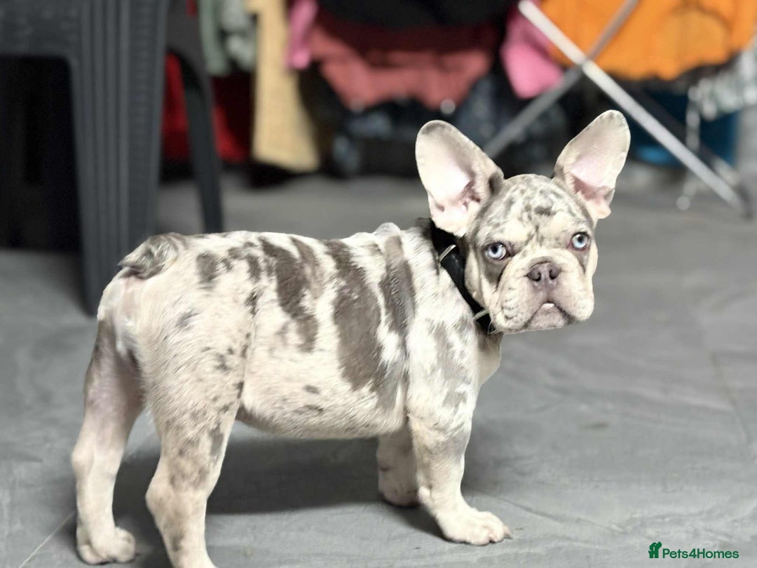 French Bulldog dogs for sale: Rare-Coloured Purebred French Bulldog Puppy  - Image 1