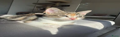 American Shorthair 3