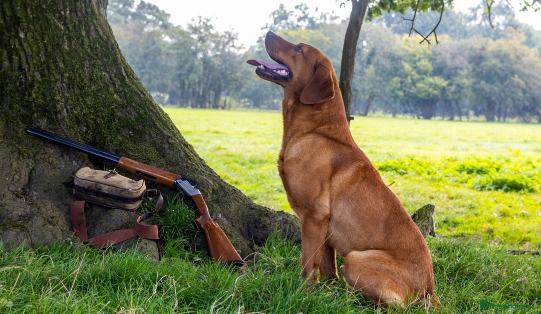 Labrador Retriever dogs for stud: Fox Red Labrador- For Stud in Uttoxeter - Image 5