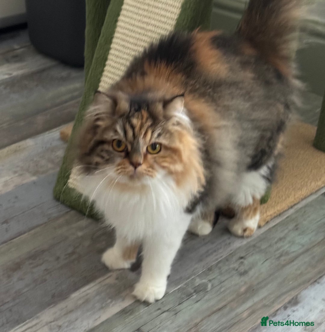 Persian cats for sale: Persian x angora adult  - Advert 3