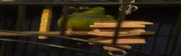 Conures birds for sale: Black Capped Conure – Needs Experienced Home - Advert 6
