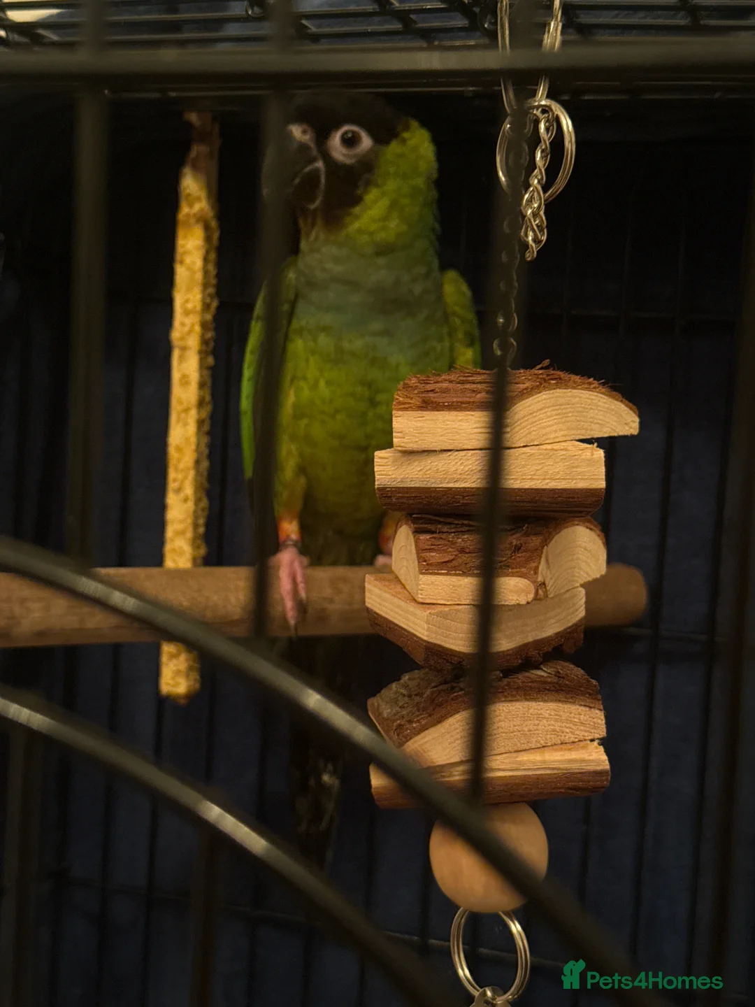 Conures birds for sale: Black Capped Conure – Needs Experienced Home - Advert 6