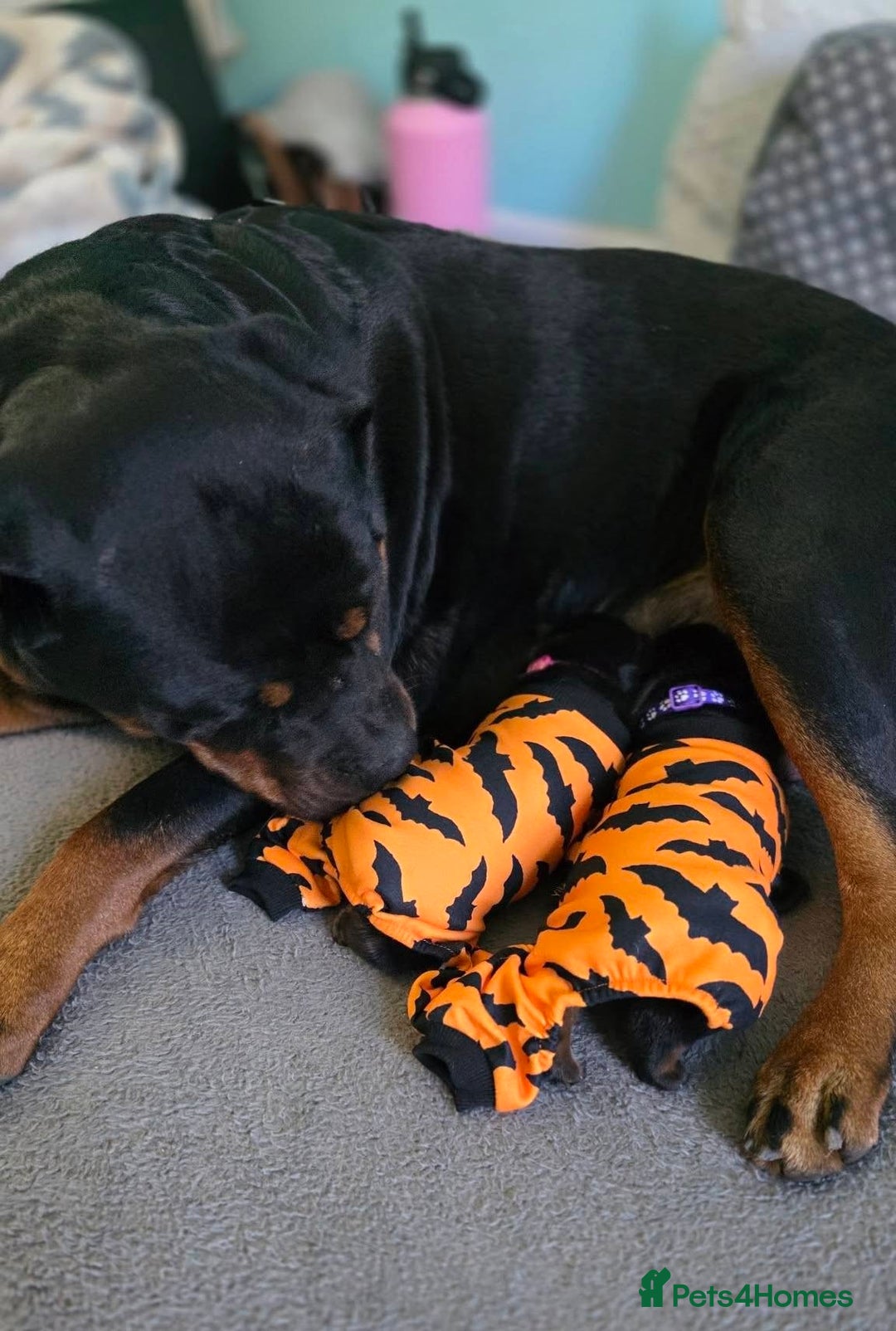Rottweiler dogs for sale: outstanding Rottweiler pups excellent bloodlines. - Advert 5