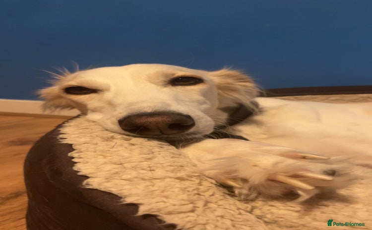 Mixed Breed dogs - Advert 1