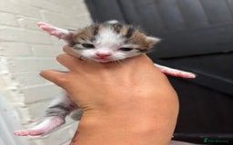 Mixed Breed cats for sale: Kittens  - Image 10