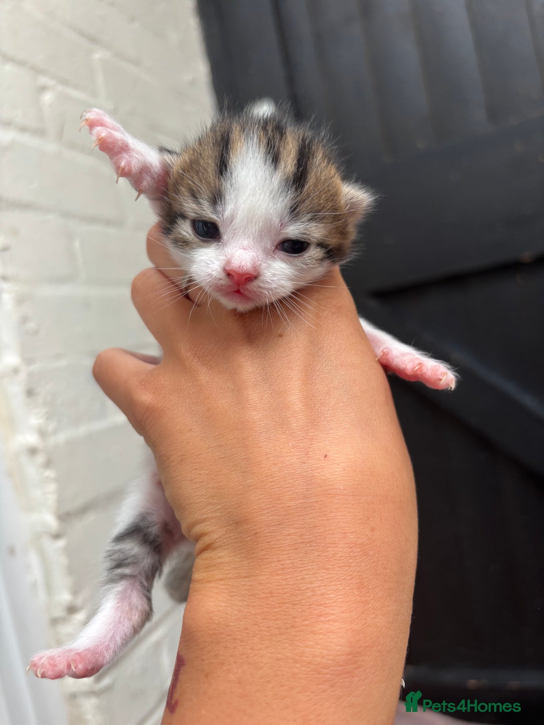 Mixed Breed cats for sale: Kittens  - Image 10