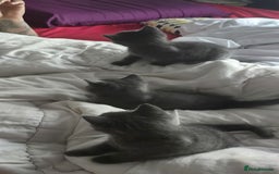 Russian Blue cats for sale: Gorgeous Russian Blue kittens - Image 11