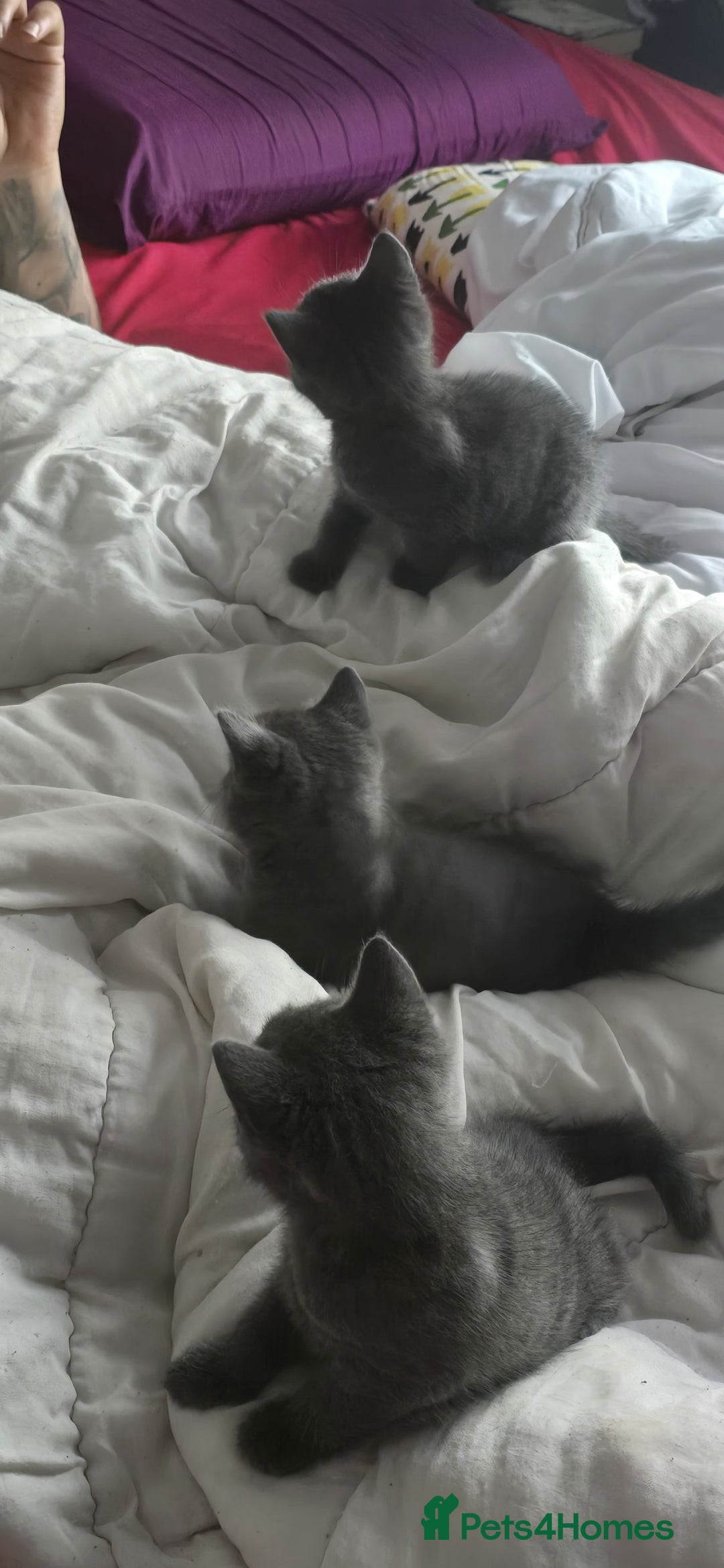 Russian Blue cats for sale: Gorgeous Russian Blue kittens - Image 11