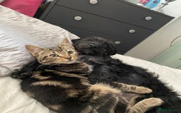 American Bobtail cats for sale: 5-6 month old cat looking for new home. - Image 4