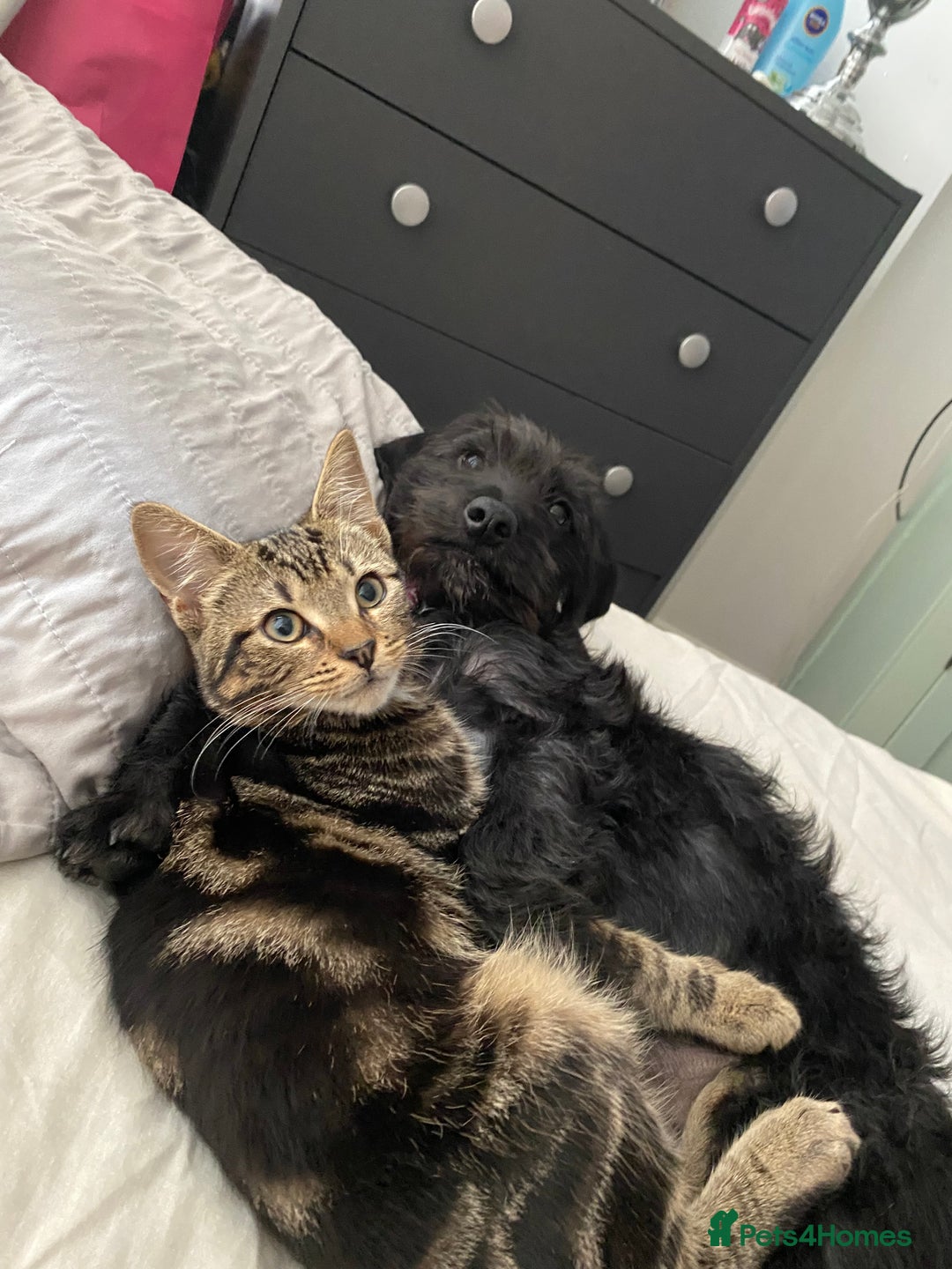 American Bobtail cats for sale: 5-6 month old cat looking for new home. - Image 4