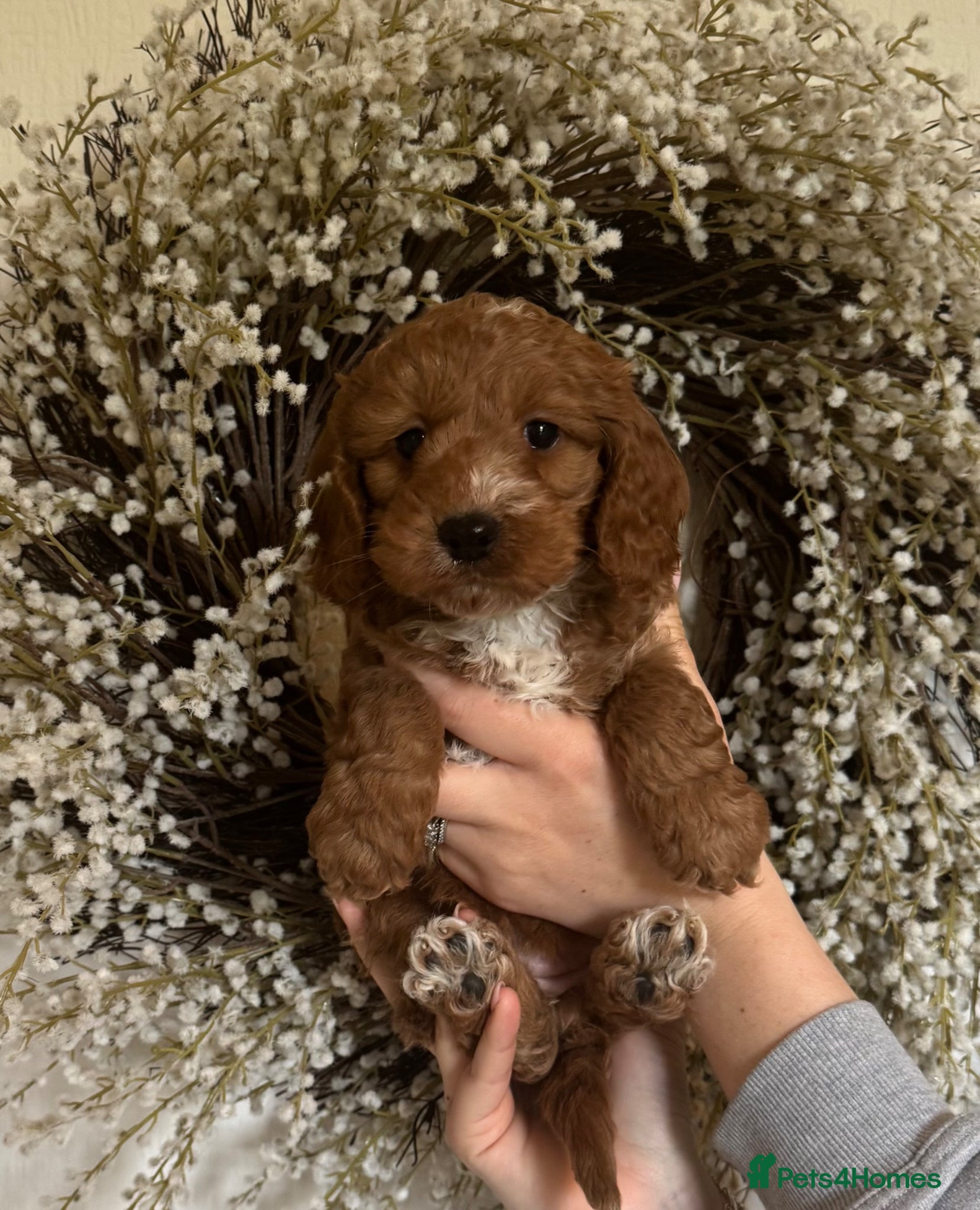 Cockapoo dogs Stunning Abstract Markings F1 Cockapoos - Advert 1