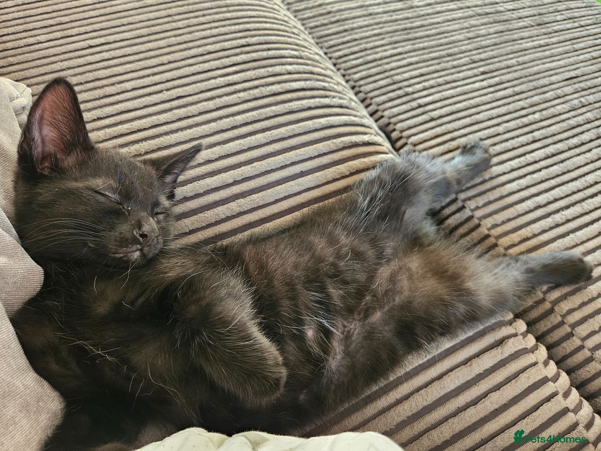 Mixed Breed cats Ready now, Siamese ragdoll mix black male kitten  - Advert 4
