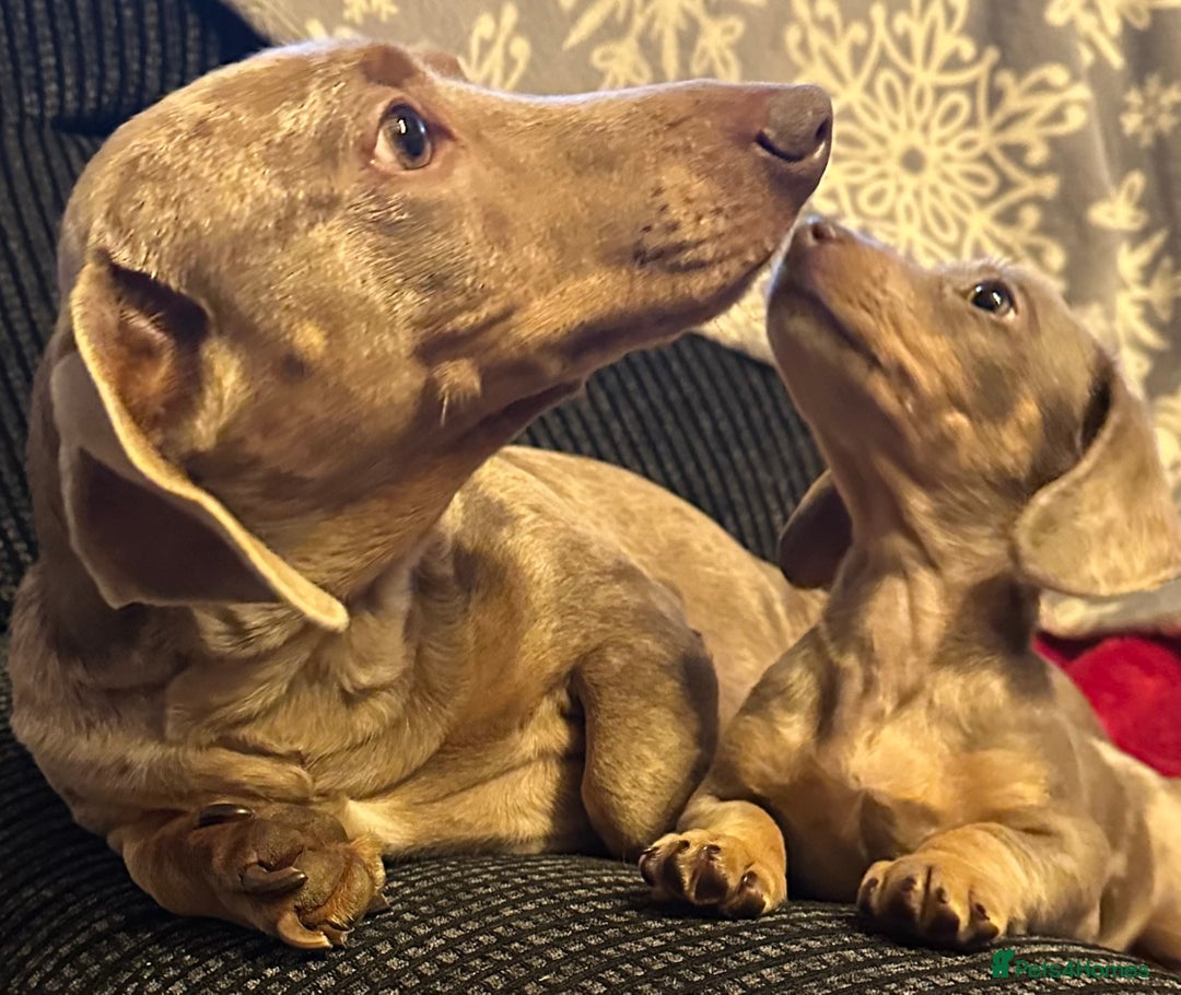 Miniature Dachshund dogs for sale: Dapple Mini Dachshund pup - Advert 2