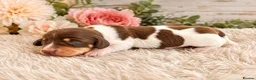 Miniature Dachshund dogs for stud: Oreo chocolate & tan dapple long haired  - Advert 2