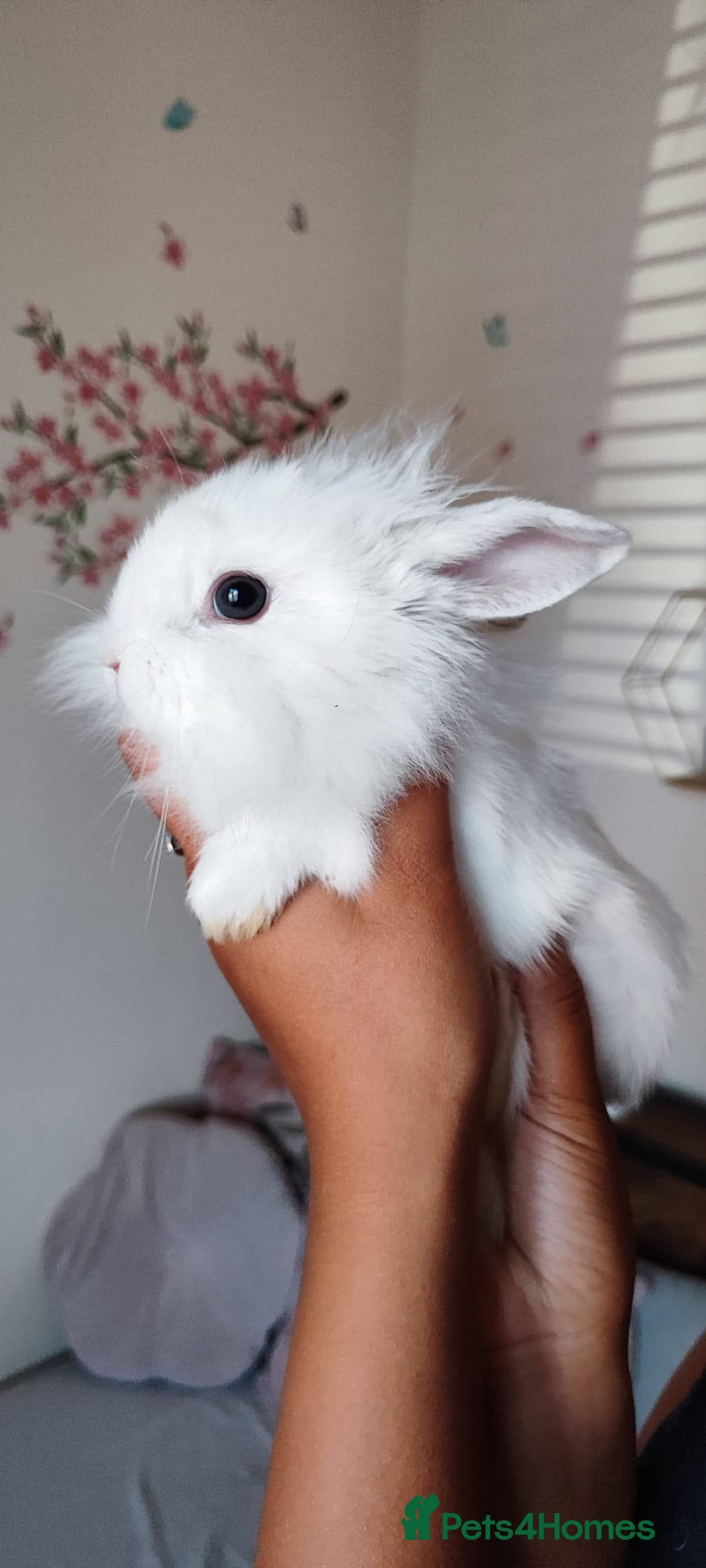Mini Lop rabbits Mini lop  - Advert 1