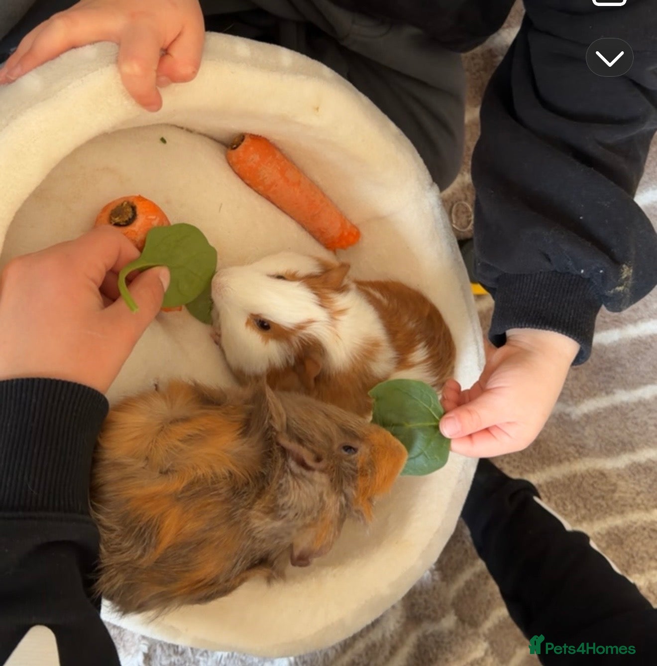 Guinea Pig rodents Guinea pigs - Advert 1