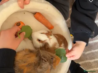 Guinea Pig rodents Guinea pigs - Advert 1