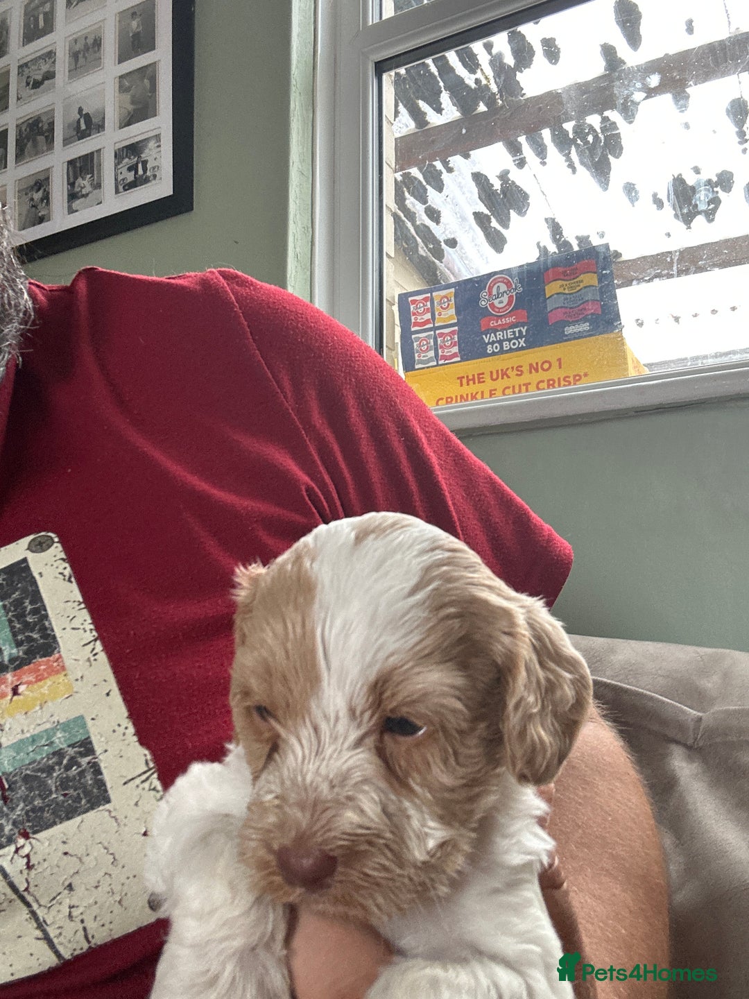 Mixed Breed dogs for sale: CockerpooXitalian spinone poo  - Image 10