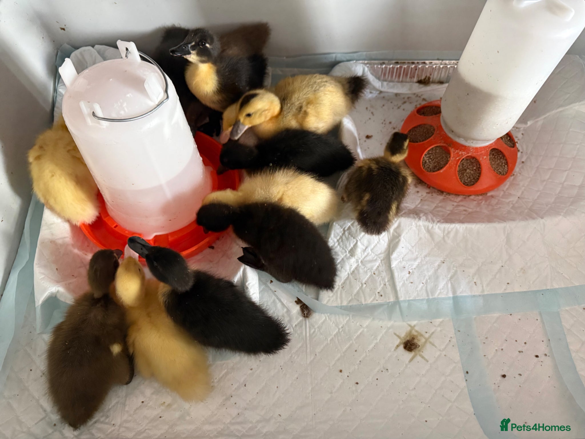 Ducks poultry Ducklings  - Advert 2