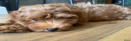 Cavapoo dogs for sale: Toy red teddy bear F1B Cavapoos by Asian toy dad in Chigwell - Advert 33