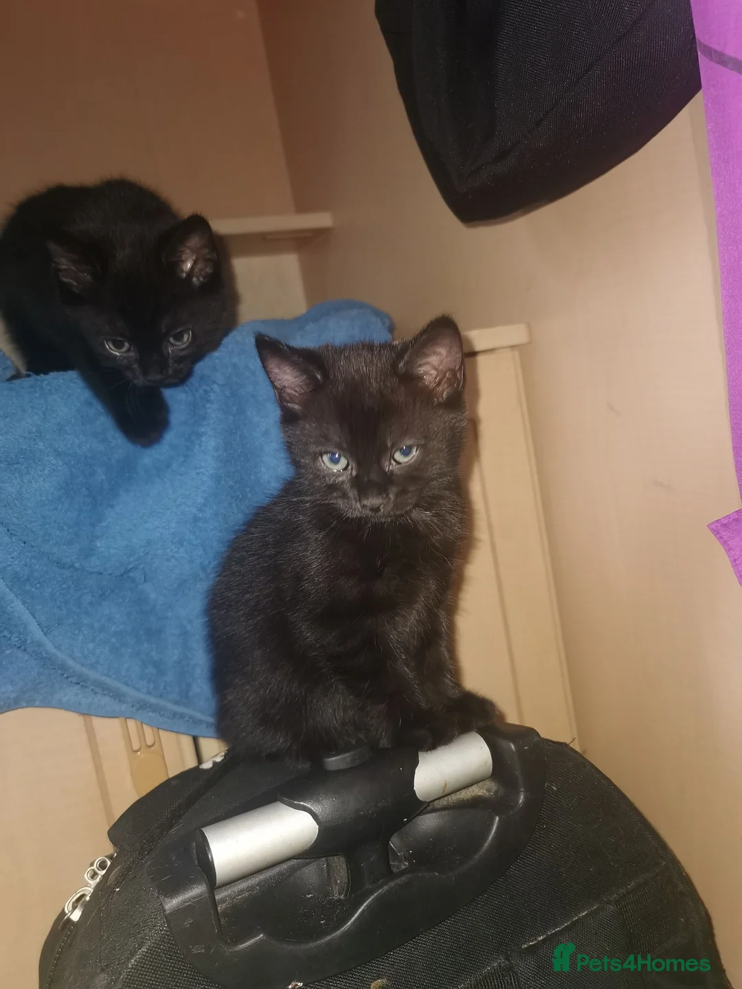 Mixed Breed cats for sale: Two small girls looking for new home in Gloucester - Advert 6