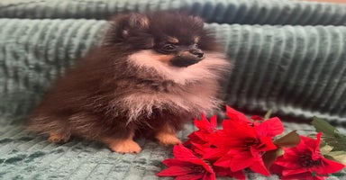 Pomeranian dogs Kc teddy bear pom babies  - Advert 1