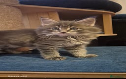 Maine Coon cats for sale: Maine Coon kittens Glasgow  - Image 18