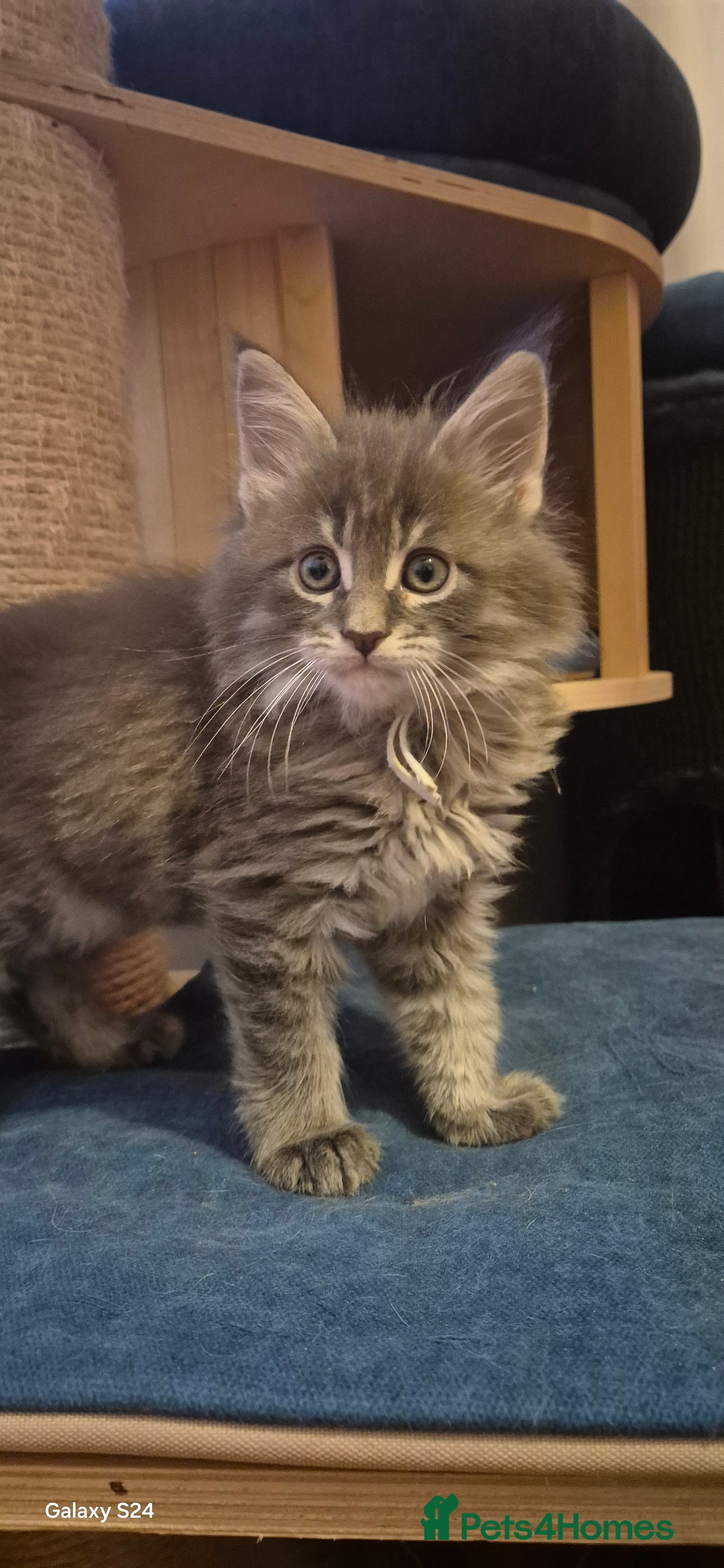 Maine Coon cats for sale: Maine Coon kittens Glasgow  - Image 18