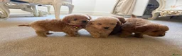 Cavapoo dogs for sale: Luxury small cavapoo - Advert 10