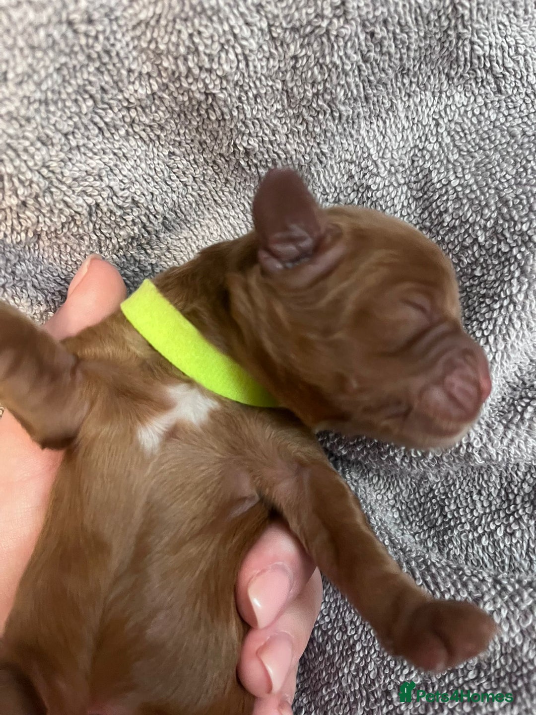 Cockapoo dogs for sale: STUNNING FOX RED WITH WHITE MARKINGS HEALTH TESTED - Image 5