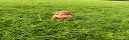Hungarian Vizsla dogs for sale: Legally Docked KC Hungarian Vizsla Pups - Advert 14