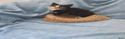 Mixed Breed cats for sale: Beautiful Kittens Videos in Barnsley - Advert 26
