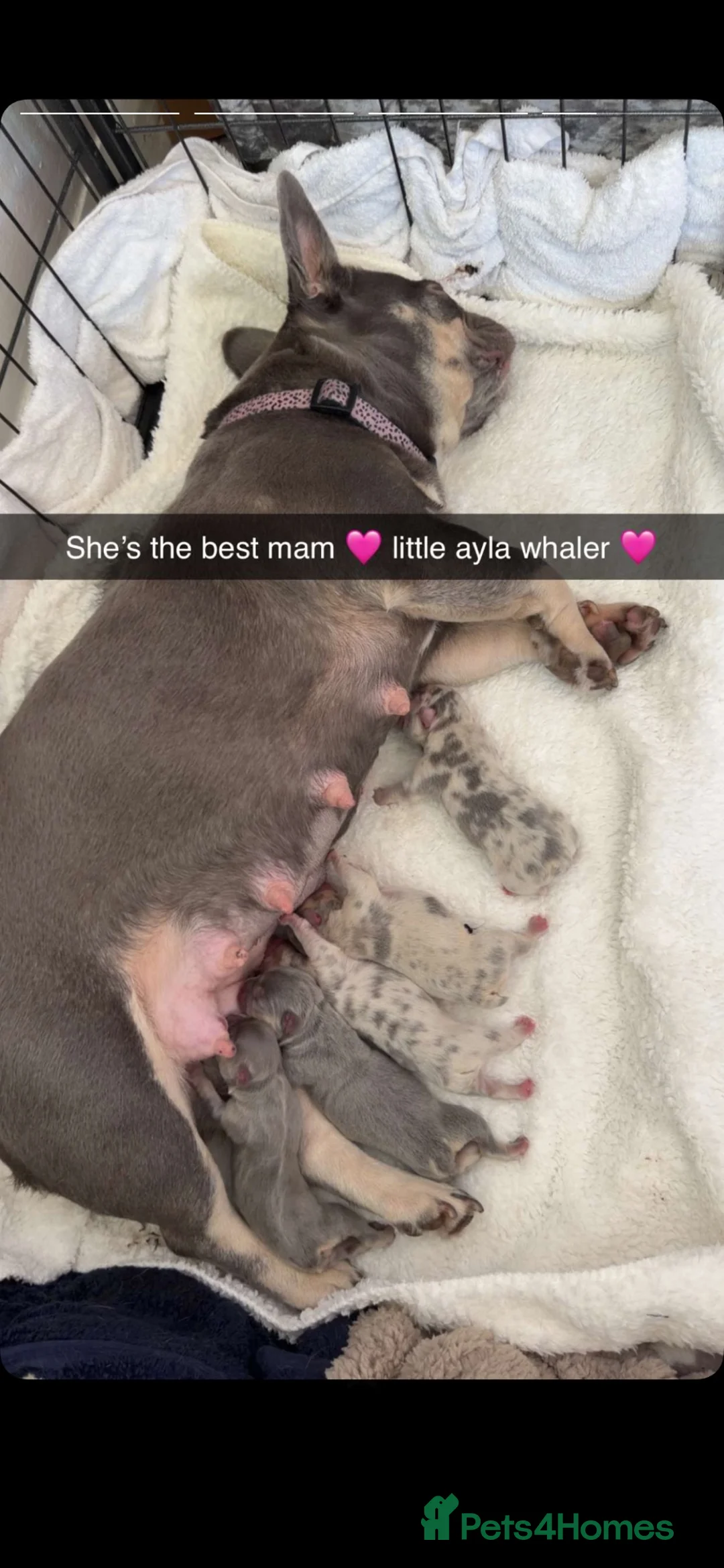 French Bulldog dogs for sale: French bulldog pups available - Advert 6