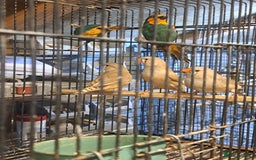 Finches birds for sale: X2 seagreen parrot finch and x3 hen zebras  - Image 1