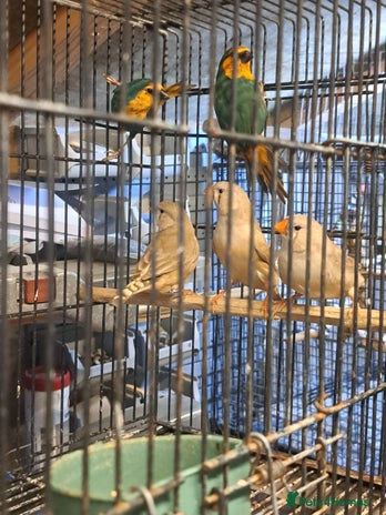 Finches birds - Advert 2