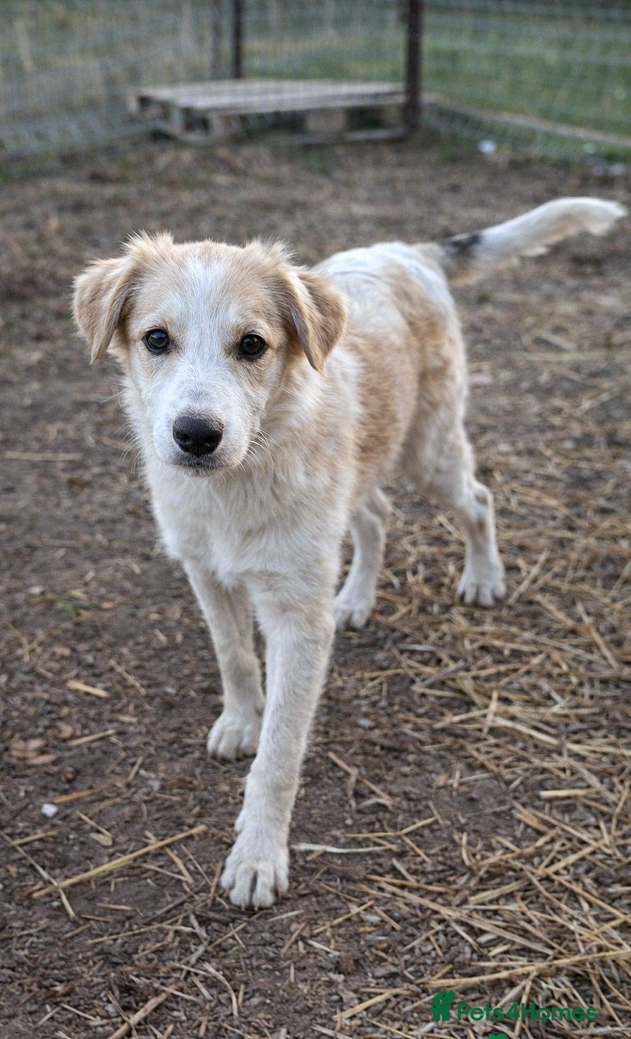 Mixed Breed dogs Kira - Sweet, Gentle & Ready for Her Loving Family - Advert 3