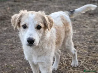 Mixed Breed dogs Kira - Sweet, Gentle & Ready for Her Loving Family - Advert 3