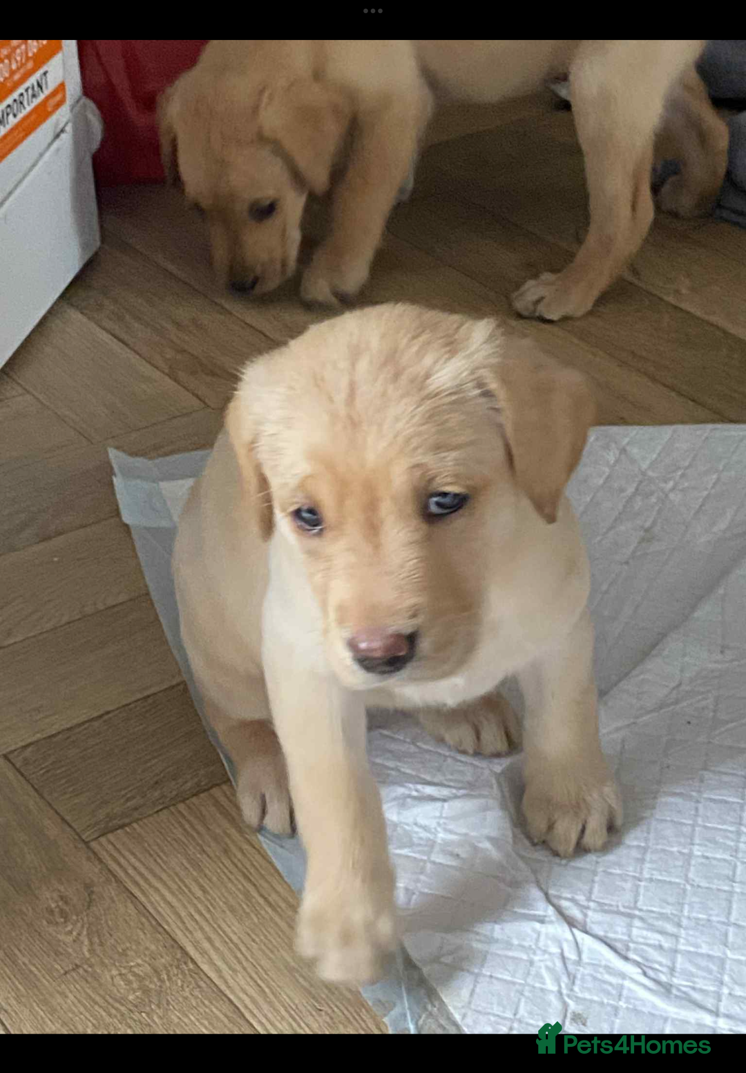 Labrador Retriever dogs for sale: KC registered Labrador puppies  - Image 5