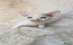 Devon Rex cats for sale: Devon Rex. 3 girls bominant blue eyes. All guts  - Image 20
