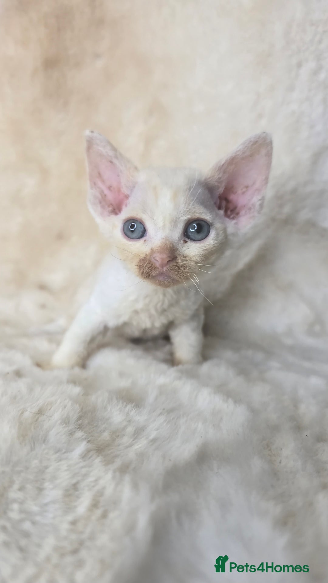 Devon Rex cats for sale: Devon Rex. 3 girls bominant blue eyes. All guts  - Image 20