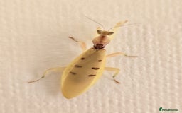 Praying Mantis invertebrates for sale: Helvia cardinalis( yellow orchid mantis) - Image 2