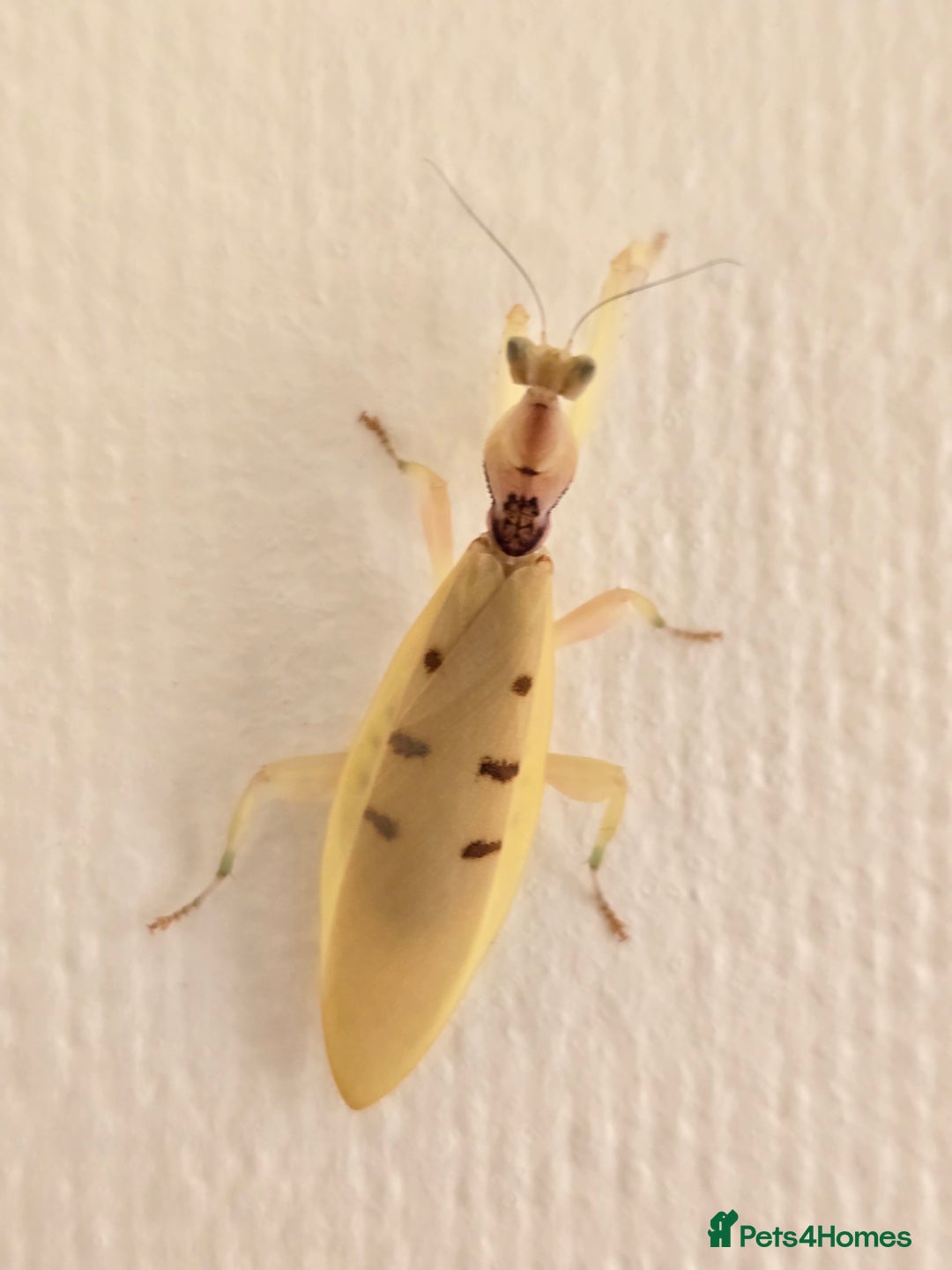 Praying Mantis invertebrates for sale: Helvia cardinalis( yellow orchid mantis) - Image 2