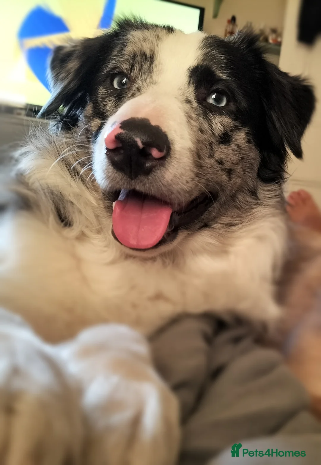 Border Collie dogs for stud: Pure breed Blue merle border collie for stud only in Loughborough - Advert 7