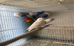 Lovebirds birds for sale: Love birds  - Image 5