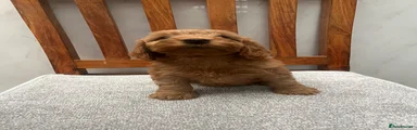 Cockapoo 7