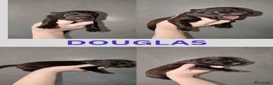 Douglas